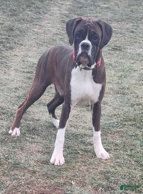 Boxer dogs Axel - Ad 12