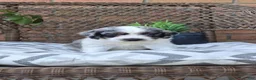 Cockapoo dogs for sale: Dallas - Ad 9