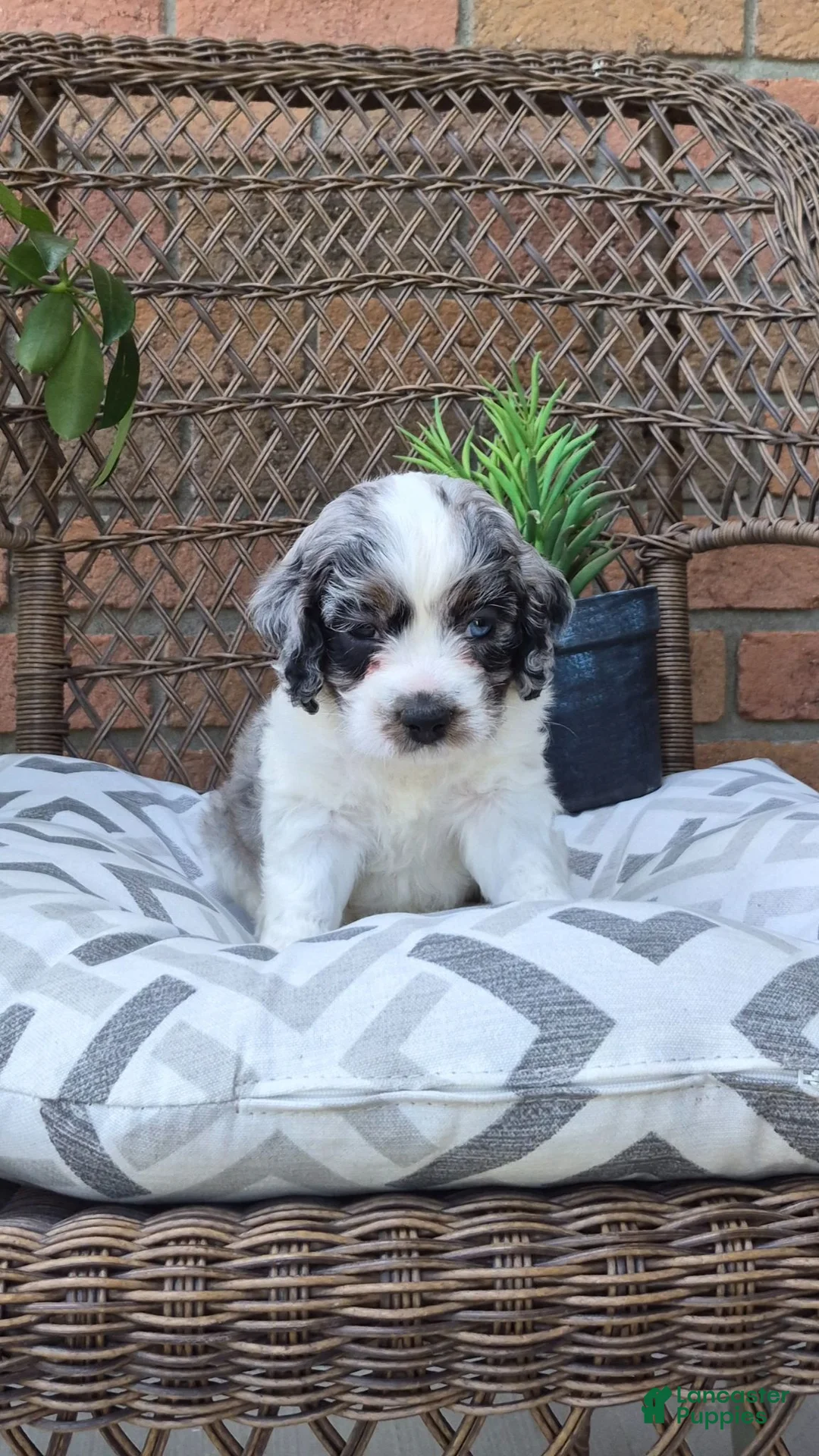 Cockapoo dogs for sale: Dallas - Ad 9