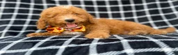 Mini Goldendoodle dogs for sale: Lenny - Ad 3