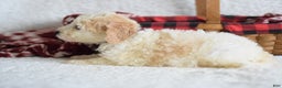Goldendoodle dogs for sale: Goldendoodle Puppy 9 - Ad 2