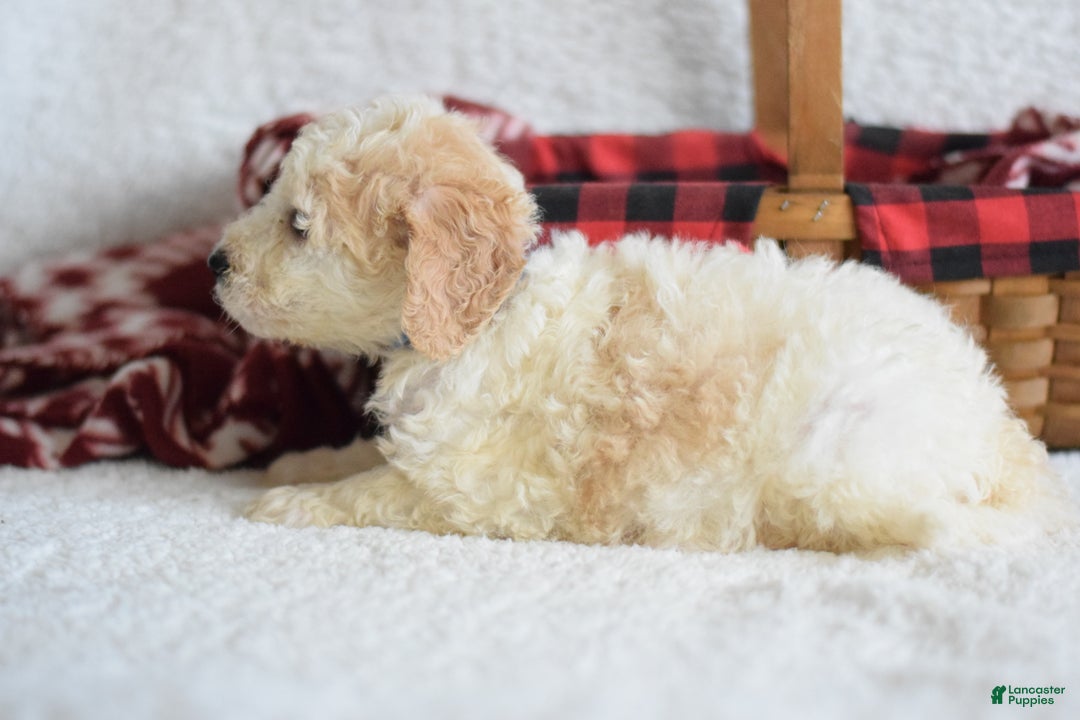 Goldendoodle dogs for sale: Goldendoodle Puppy 9 - Ad 2