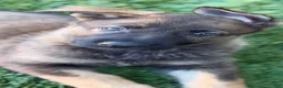 German Shepherd dogs for sale: German Shepherd 2 female  - Ad 6