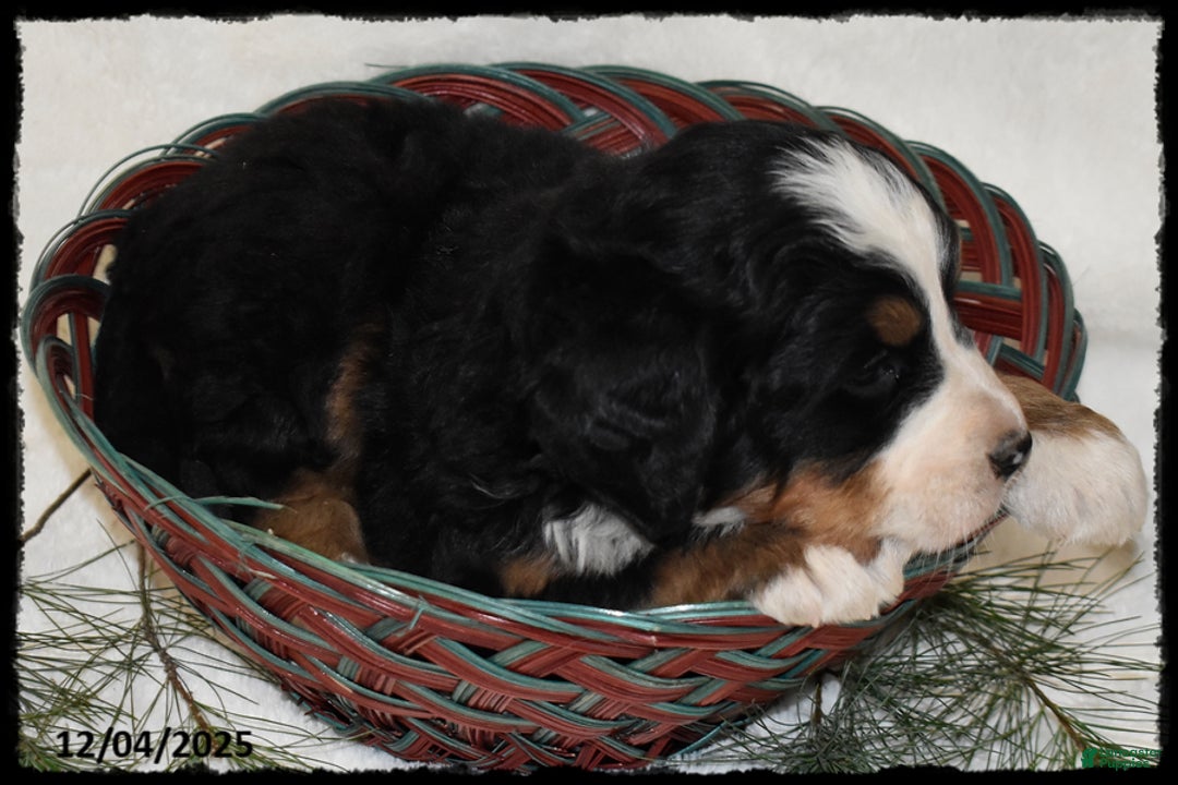 Bernese Mountain Dog dogs for sale: Sierra - Ad 2