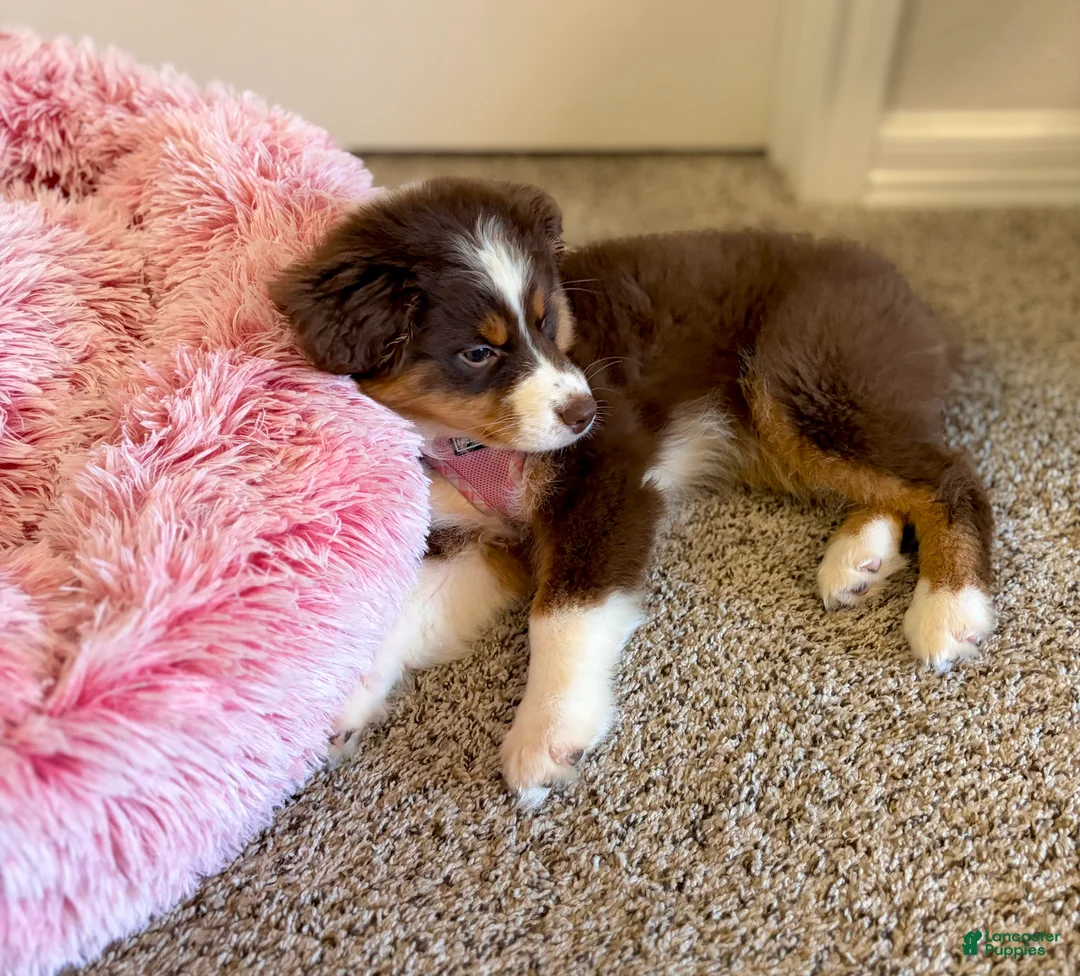 Australian Shepherd dogs for sale: Penny - Ad 4