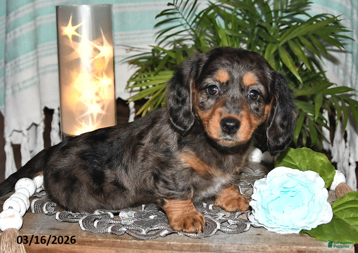 Dachshund dogs Rila - Ad 1