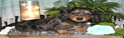 Dachshund dogs for sale: Rila - Ad 1