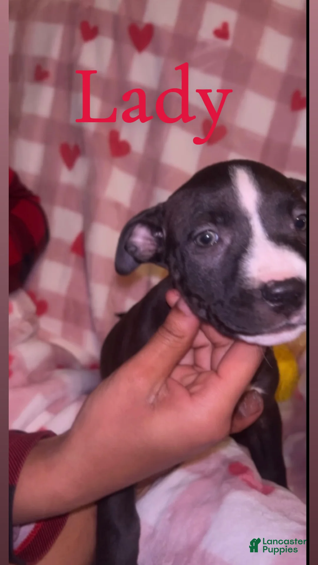 American Pit Bull Terrier dogs for sale: Lady  - Ad 6
