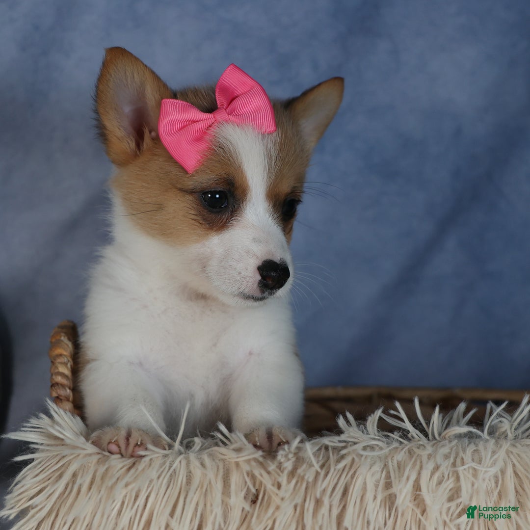 Welsh Corgi Pembroke dogs for sale: Dixie - Ad 2