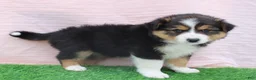 Australian Shepherd dogs for sale: roxy - Ad 2