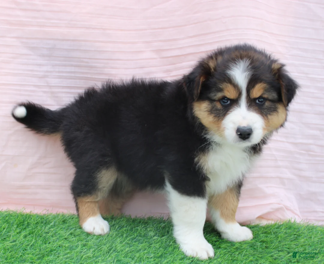 Australian Shepherd dogs for sale: roxy - Ad 2