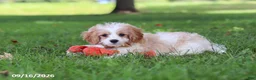 Cavapoochon dogs for sale: Kobe - Ad 11