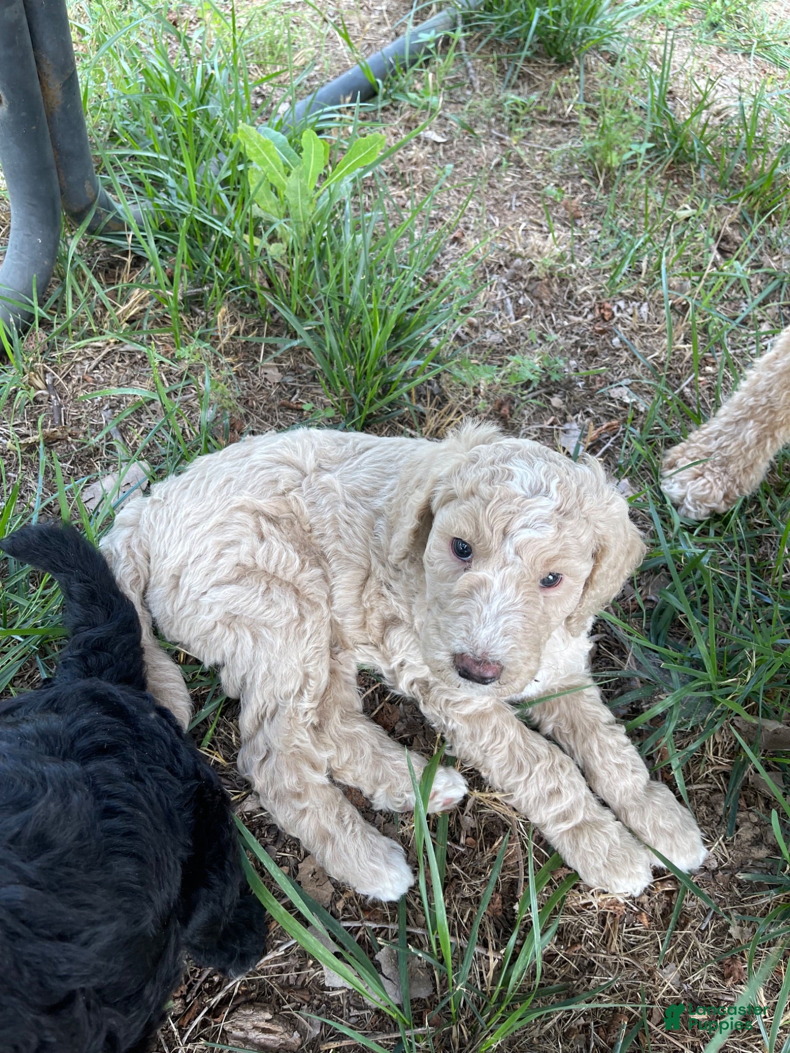 Standard Poodle dogs Standard Poodle 4 - Ad 37