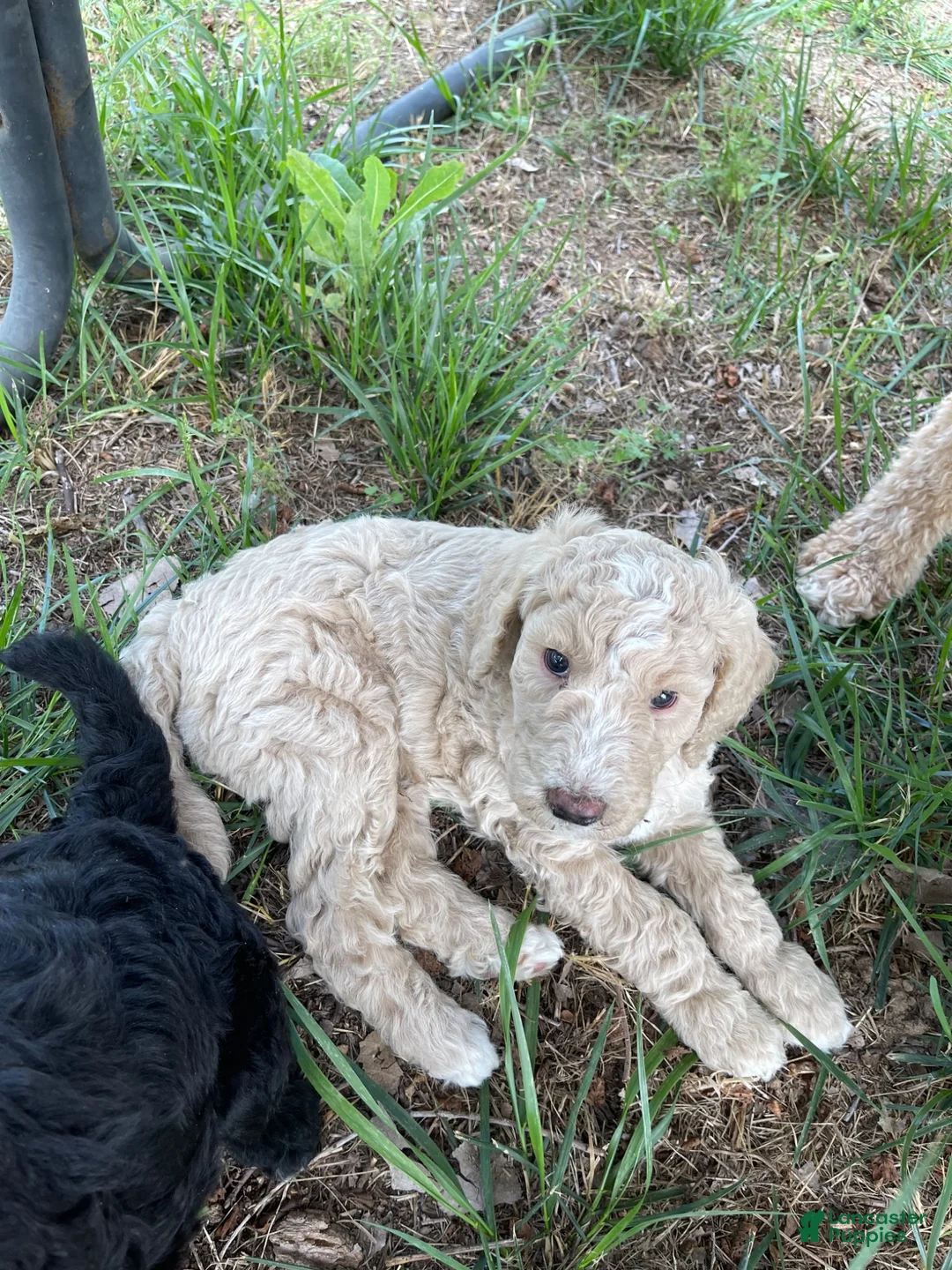 Standard Poodle dogs for sale: Standard Poodle 4 - Ad 1