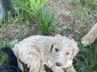 Standard Poodle dogs Standard Poodle 4 - Ad 37