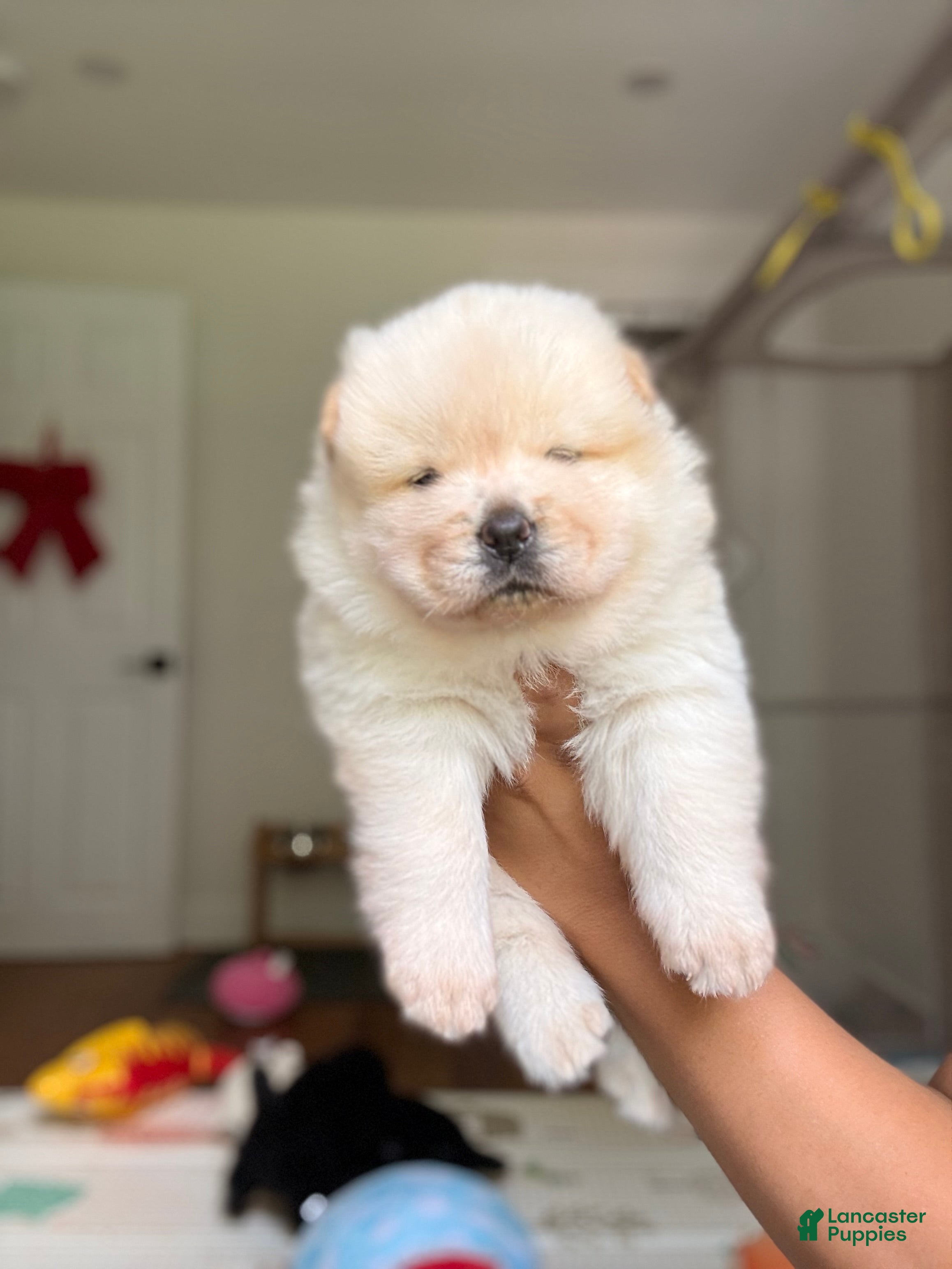 Chow Chow