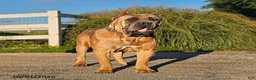 Cane Corso dogs for sale: Rose  - Ad 6
