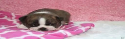 Boston Terrier dogs for sale: GALA   *AKC* - Ad 3