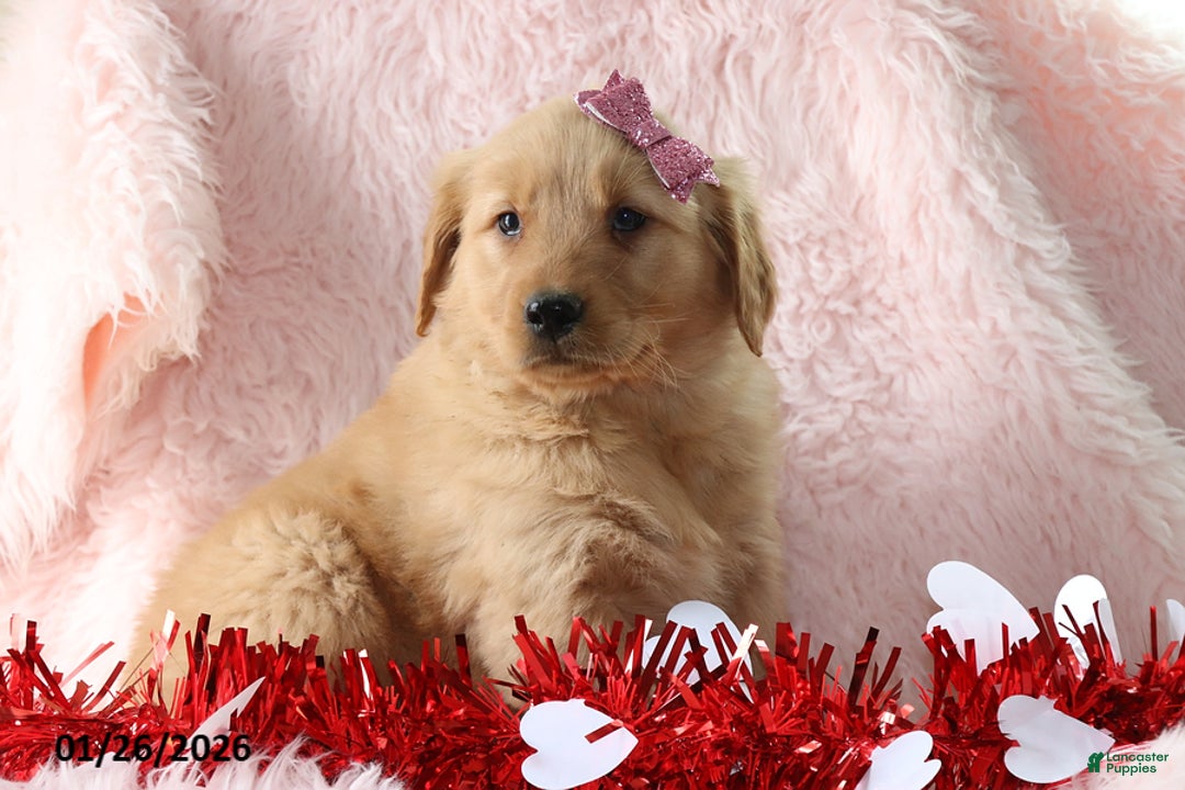 Golden Retriever dogs for sale: Leah - Ad 3