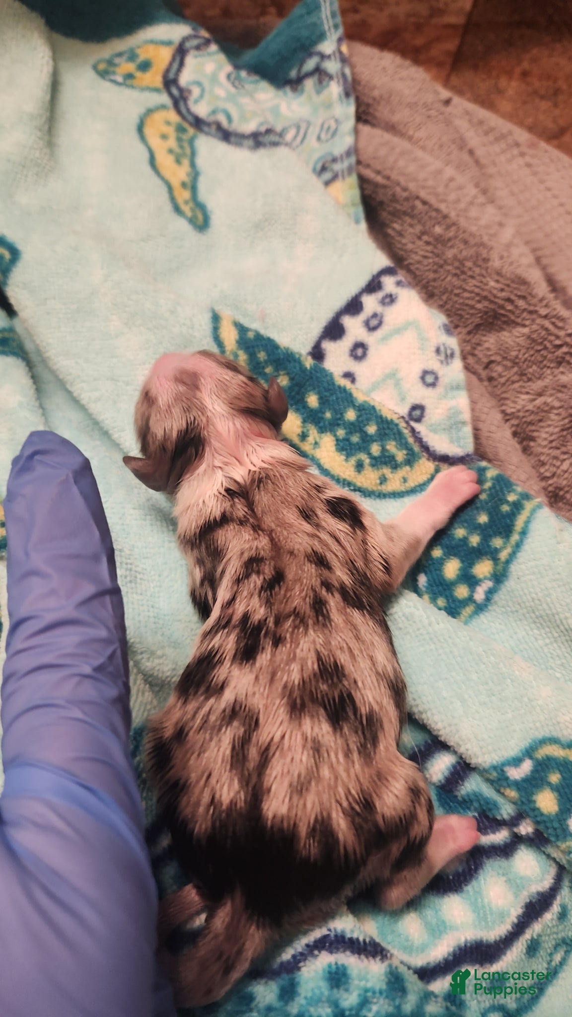 Miniature Australian Shepherd dogs Miniature Australian Shepherd Puppy 5 - Ad 7