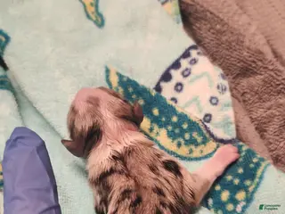 Miniature Australian Shepherd dogs Miniature Australian Shepherd Puppy 5 - Ad 35