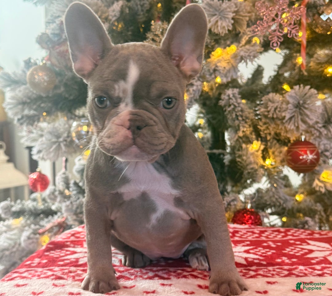 French Bulldog dogs for sale: French Bulldog Puppy 5 - Ad 1