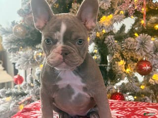 French Bulldog dogs French Bulldog Puppy 5 - Ad 24