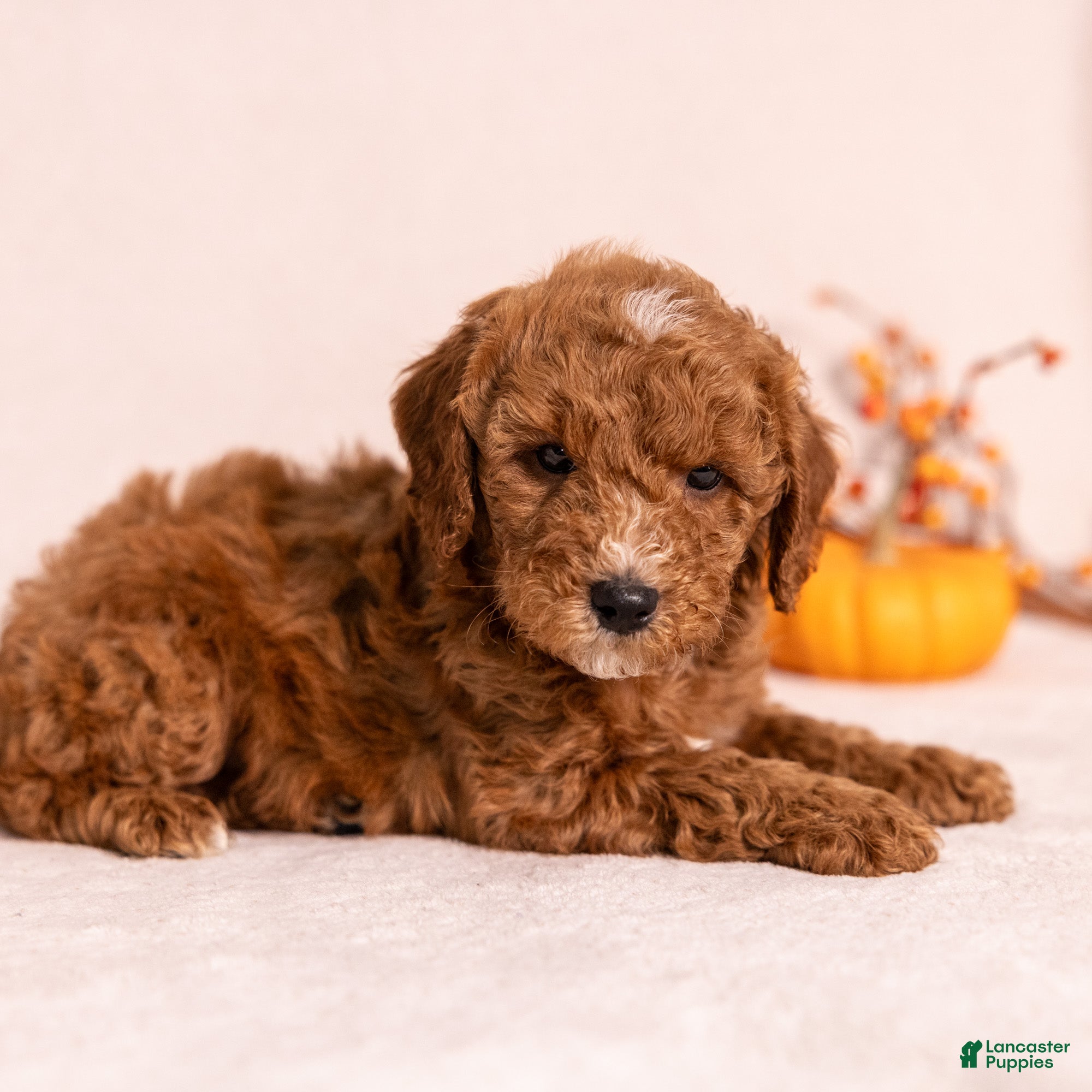 Miniature Poodle dogs for sale: Obie - Ad 2