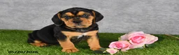 Beabull dogs for sale: Tucker - Ad 5