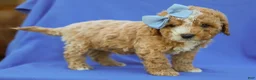 Cavapoo dogs for sale: Ian Cavapoo F1B Pup - Ad 5