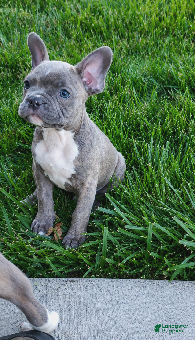 Frenchton dogs Bradon - Ad 2