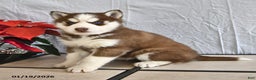 Siberian Husky dogs for sale: Pansy - Ad 2