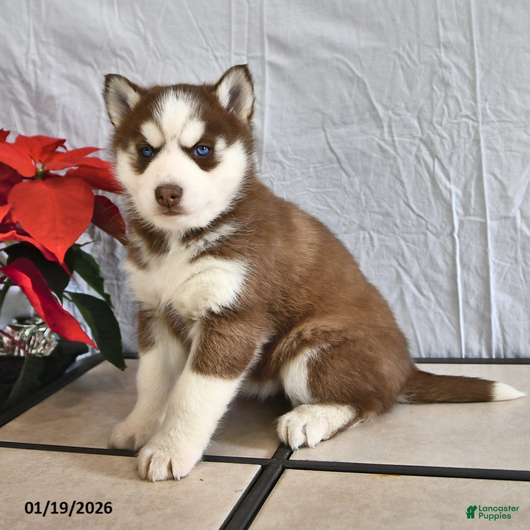 Siberian Husky dogs for sale: Pansy - Ad 2