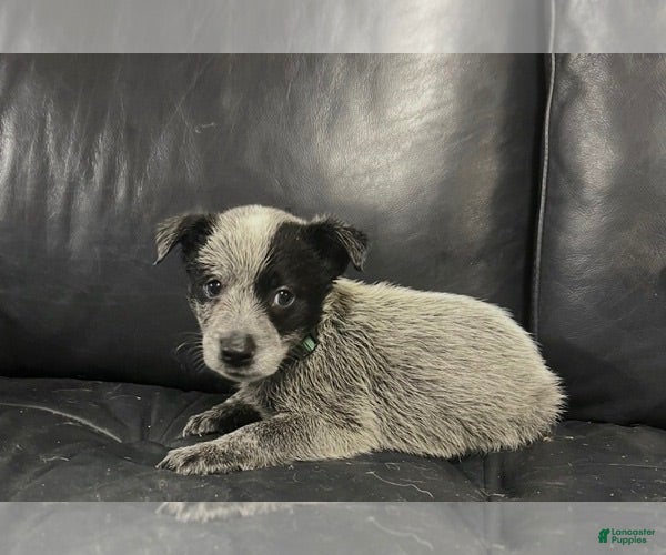 Australian Cattle Dog dogs Australian Cattle Dog 1 - Ad 38