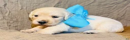 Golden Retriever dogs for sale: Light Blue Girl - Ad 1