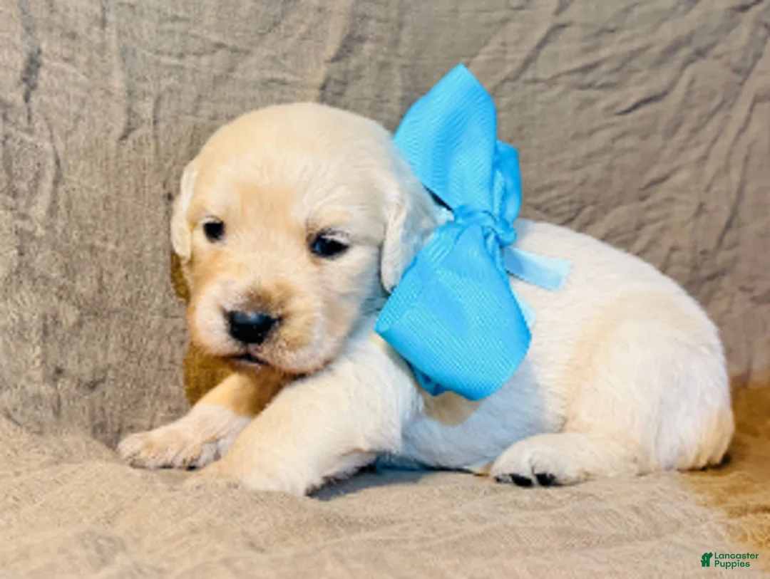 Golden Retriever dogs for sale: Light Blue Girl - Ad 1