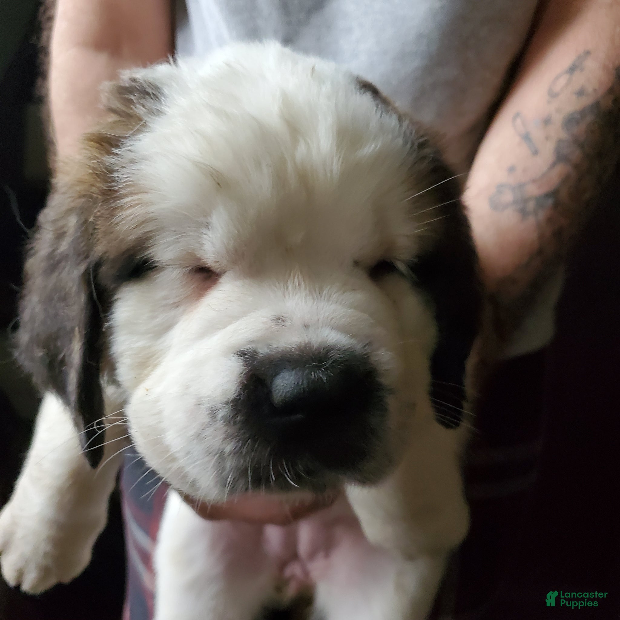 Saint Bernard dogs Saint Bernard Puppy 7 - Ad 19