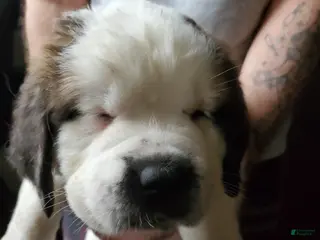 Saint Bernard dogs Saint Bernard Puppy 7 - Ad 19