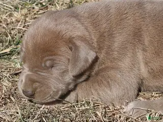 Great Dane dogs Hope - Ad 6