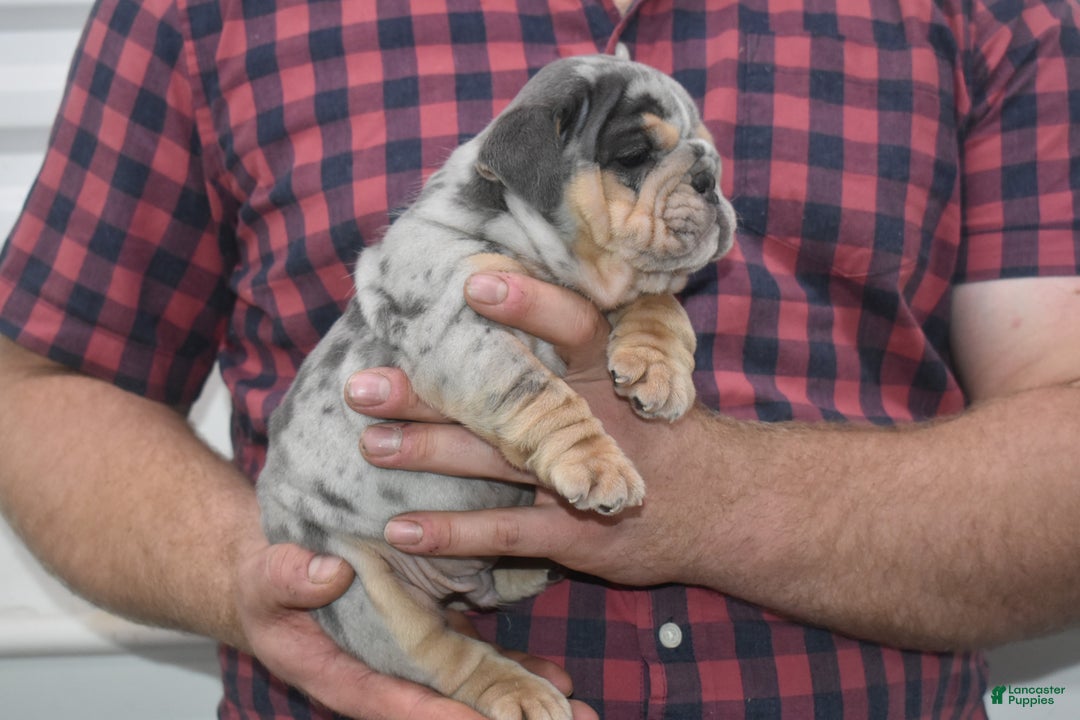 English Bulldog dogs for sale: Drover - Ad 3