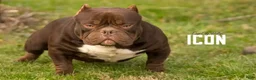 American Bully dogs for sale: American Bully 3 - Ad 2