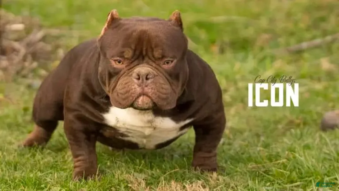 American Bully dogs for sale: American Bully 3 - Ad 2