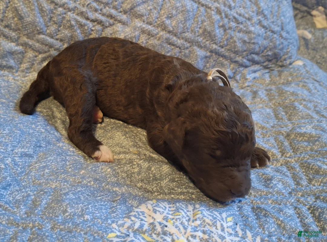 Labradoodle dogs for sale: Gardenia - Ad 6