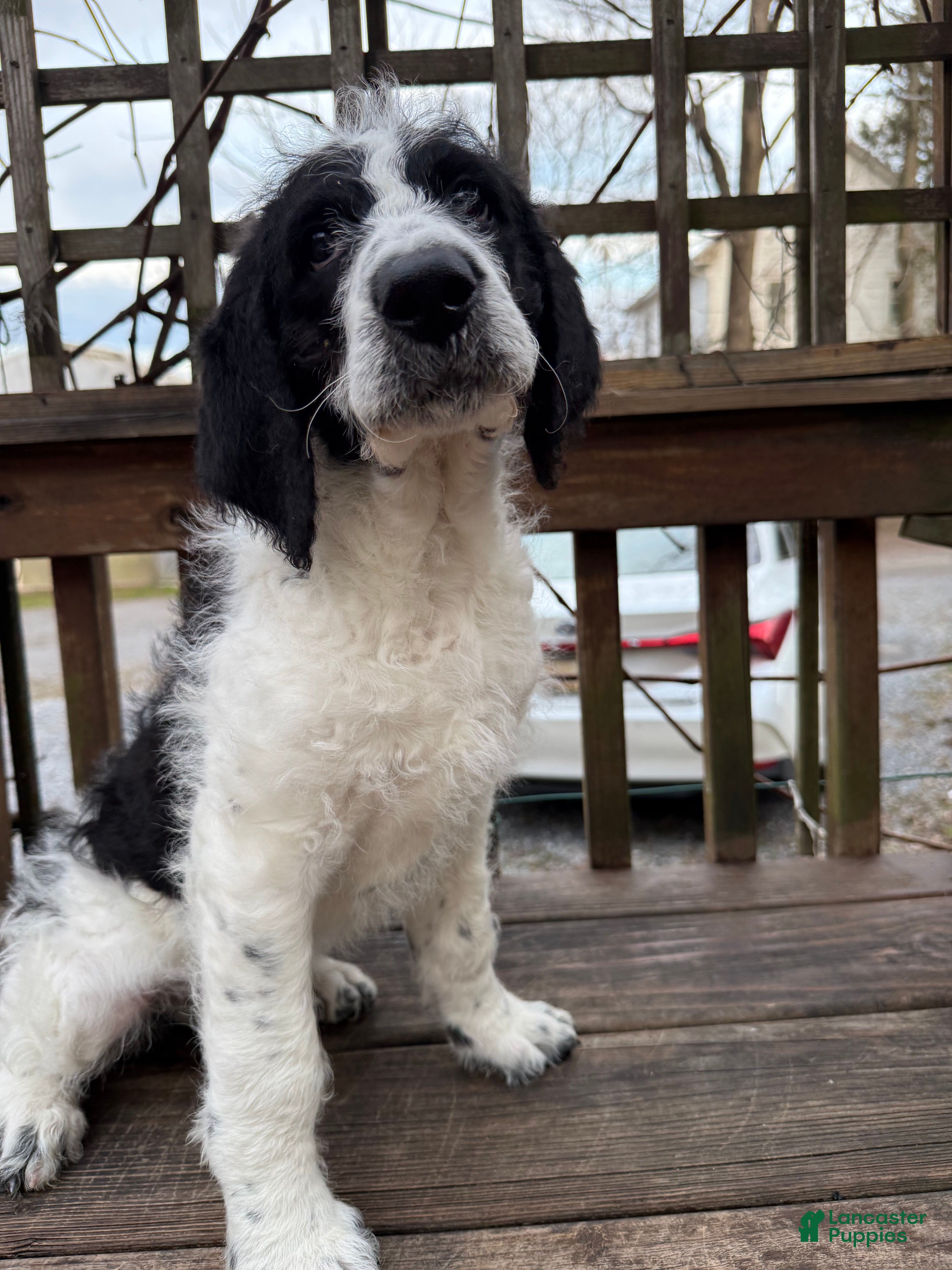 Mixed Breed dogs Ace - Ad 1