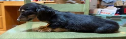 Miniature Dachshund dogs for sale: AKC Russian pra clear - Ad 9