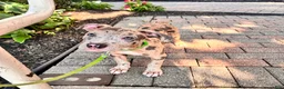 Mixed Breed dogs for sale: Mixed Breed 2 - Ad 3
