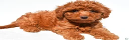 Cavapoo dogs for sale: Jasper - Ad 3