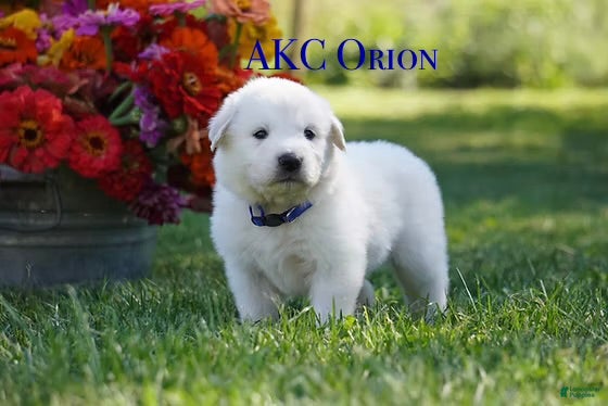 Great Pyrenees dogs AKC Orion - Ad 41