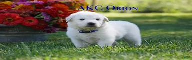 AKC Orion
