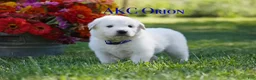 Great Pyrenees dogs for sale: AKC Orion - Ad 1